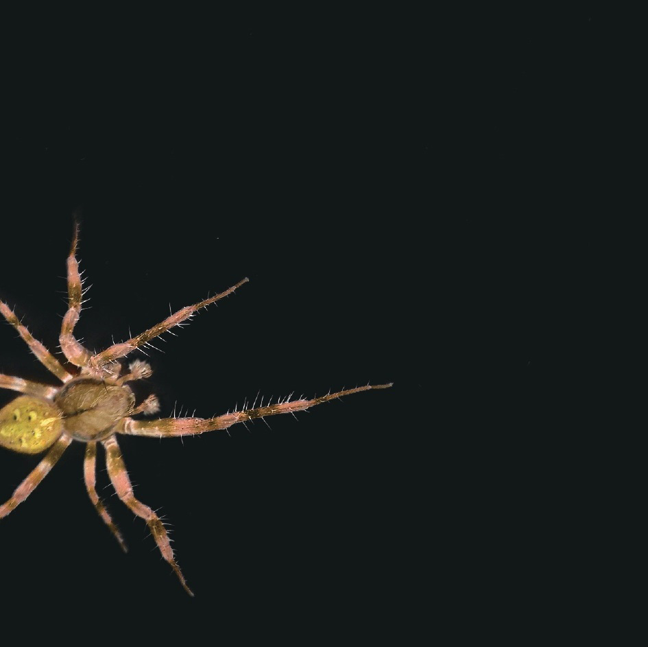 別丁ビジュアル/蜘蛛に対する恐怖心