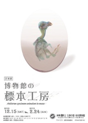 動物標本の全てが分かる企画展　会場には全長5メートルのクジラも