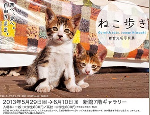 222（にゃんにゃんにゃん）点のねこ写真を展示　岩合光昭写真展