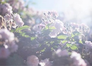 蜷川実花が父・幸雄の「死に向き合う日々」を撮影した写真展