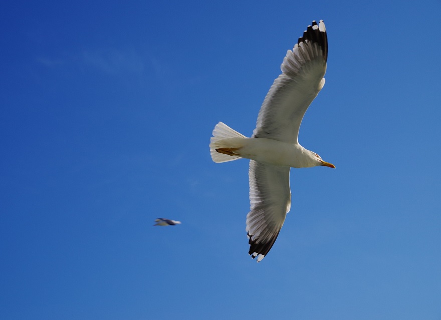 「架空動物学」とはいったい何なのか