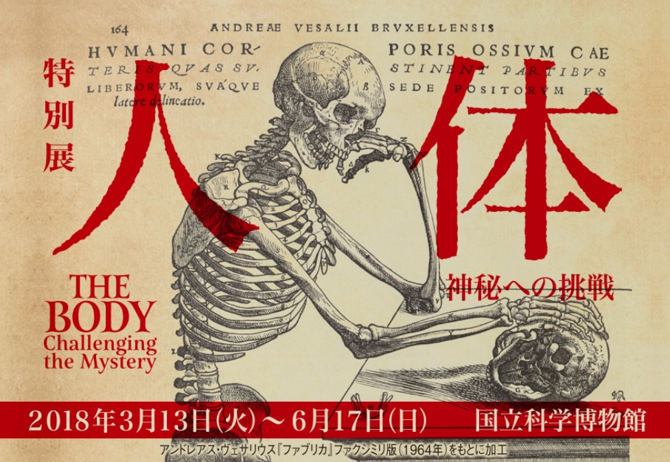 最も身近で最も奥深い「人体」を知る『人体-神秘への挑戦-』展